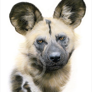 African wild dog - color pencil drawing print - wildlife art - artwork signed by artist Gary Tymon - 2 sizes - 100 prints - pencil portrait