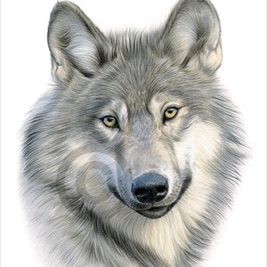 perro lobo para colorear