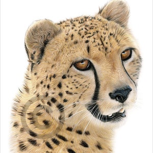 African Cheetah - color pencil drawing print - big cat art - artwork signed by artist Gary Tymon - 2 sizes - 100 prints - pencil portrait