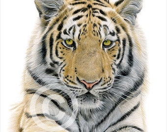 Bengal Tiger - color pencil drawing print - big cat art - artwork signed by artist Gary Tymon - 2 sizes - 100 prints - pencil portrait