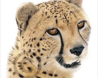 African Cheetah - color pencil drawing print - big cat art - artwork signed by artist Gary Tymon - 2 sizes - 100 prints - pencil portrait