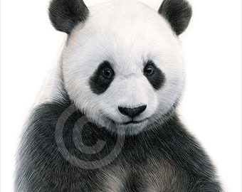 Cute Panda Drawing Etsy Cute Panda Drawing Etsy
