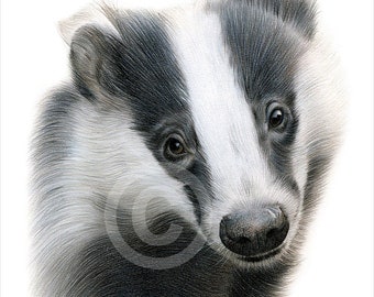 BADGER - color pencil drawing print - animal art - artwork signed by artist Gary Tymon - 2 sizes - 100 prints - wildlife portrait