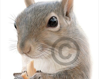 SQUIRREL - color pencil drawing print - animal art - artwork signed by artist Gary Tymon - 2 sizes - 100 prints - wildlife portrait