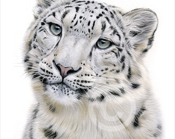 Snow Leopard - color pencil drawing print - big cat art - artwork signed by artist Gary Tymon - 2 sizes - 100 prints - pencil portrait