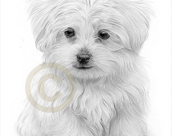 maltese ballerina painting dog art animal 4x6 GLOSSY PRINT