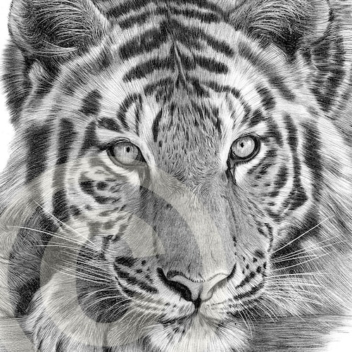 Big Cat LION Pencil Drawing Print Animal Portrait Artwork | Etsy