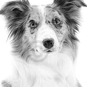 ボーダーコリー犬のプリント - ゲイリー・タイモンによるサイン入り