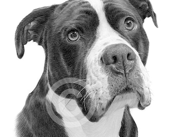 Custom Pet Portrait from Photo - Hand drawn pencil sketch of your beloved pet - dogs cats horses - birthday gift animal drawing