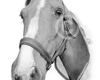 Custom Horse Portrait from Photo - Hand drawn pencil sketch of your beloved horses - pony rider stallion - birthday gift animal drawing