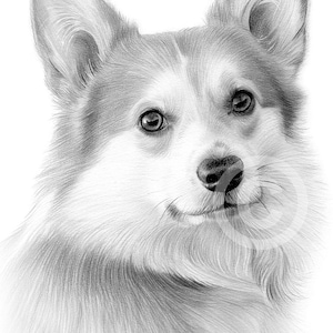 Pencil drawing artwork of a Welsh Corgi - instant digital download - watercolour sketch dog portrait - animal art by UK artist Gary Tymon