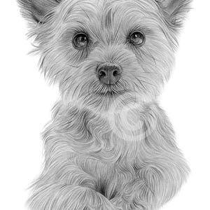Pencil drawing giclee print of a Yorkshire Terrier puppy | 2 sizes | artwork signed by artist Gary Tymon | pet portrait dog art