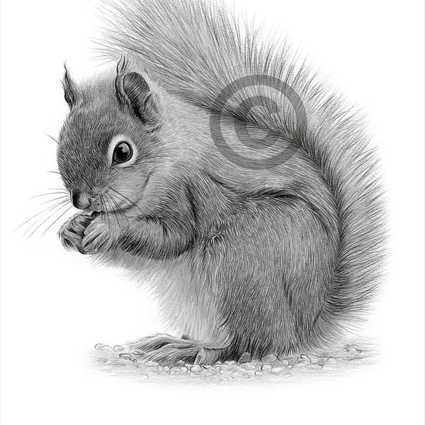 Digital Download - Pencil drawing of a Grey Squirrel - Artwork by UK artist Gary Tymon - Instant download