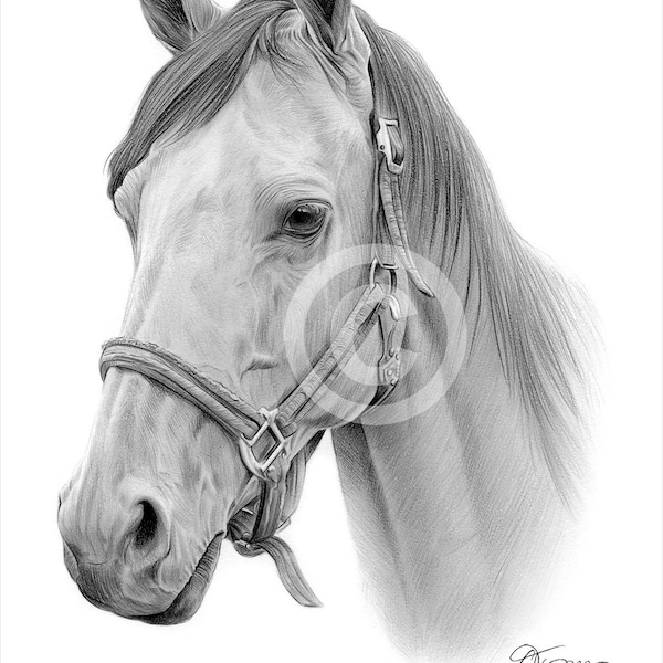 Cheval - tirage au crayon - oeuvre signée par l’artiste Gary Tymon - 2 tailles - Ltd Ed 50 tirages uniquement - portrait au crayon - art animalier