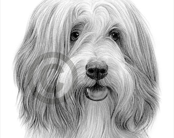 Digital Download - BEARDED COLLIE pencil drawing - Artwork by UK artist Gary Tymon - Instant download