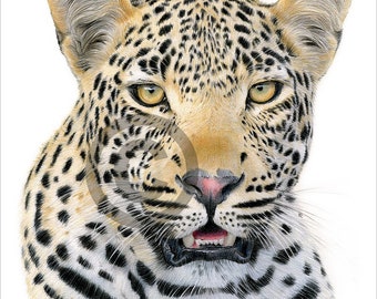 African Leopard - color pencil drawing print - big cat art - artwork signed by artist Gary Tymon - 2 sizes - 100 prints - pencil portrait