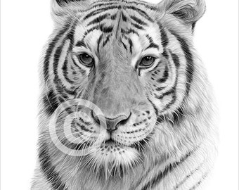 Indian Bengal Tiger pencil drawing print - artwork signed by artist Gary Tymon - 2 sizes - Ltd Ed 50 prints only - pencil portrait - big cat