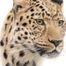 see more listings in the Big Cats section