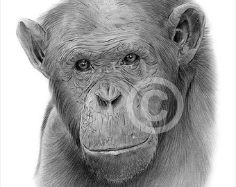 Chimpanzee Artwork Watercolour Pencil Drawing Print Artwork Signed by  Artist Gary Tymon 2 Sizes Pencil Portrait Chimp Monkey 