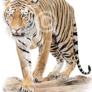Tiger walking portrait - color pencil drawing print - big cat art - artwork signed by artist G Tymon - 2 sizes - wildlife sketch