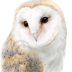 Barn Owl Colour Pencil Drawing Print – A4 / A3 Signed Limited Edition By UK Artist G Tymon, Realism Wildlife Art