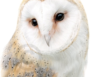 Op de afbeelding: Een gedetailleerde potloodtekening van een kerkuil met witte veren en bruine markeringen. De uil heeft grote, donkere ogen en een kleine snavel. De tekening is op een witte achtergrond.