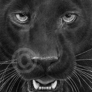 Black Panther pencil drawing print | big cat art | artwork signed by artist G Tymon | 2 sizes | wildlife portrait watercolor sketch animal