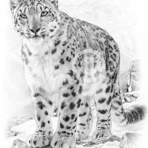 Giclée kunstprint van een potloodtekening van een sneeuwluipaard | Gesigneerd door de kunstenaar, Big Cat