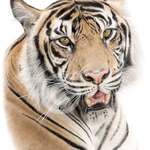 Bengal Tiger Portrait Print: Signed Limited Edition Wildlife Art