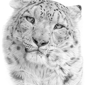 Snow Leopard Pencil Drawing Print | 2 sizes | Signed Wildlife Portrait