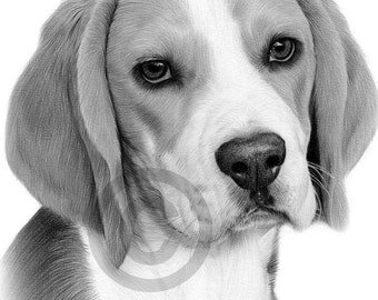 ビーグル犬の鉛筆画 - ファインアート犬のスケッチ（デジタル
