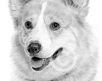 コーギー犬 | 鉛筆画プリント | アーティスト G Tymon のサイン