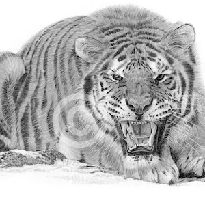 Sumatran Tiger | pencil drawing print | artwork signed by artist G Tymon | 2 sizes | big cat wildlife art watercolor sketch animal portrait