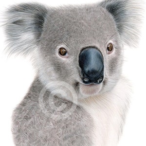 Koala | color pencil drawing print | artwork signed by artist G Tymon | 2 sizes | wildlife animal portrait watercolor sketch wall art bear