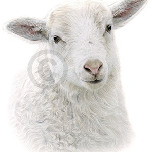 Sheep artwork signed by artist Gary Tymon | colour pencil drawing print | 2 sizes | farm animal portrait watercolor sketch wall art for home