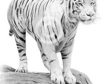 ホワイト タイガーの絵 | 色鉛筆で描いたタイガーのアートワーク