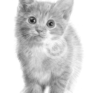 Kitten pencil drawing print | artwork signed by artist Gary Tymon | A4 size Ltd Ed | pet portrait watercolor sketch wall art cute cat