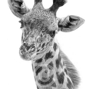 African Giraffe pencil drawing print | wildlife portrait | artwork signed by artist G Tymon | 2 sizes | watercolor sketch wall art for home
