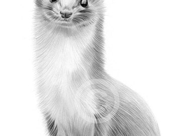 Ilustración de comadreja firmada por el artista G Tymon / impresión de dibujo a lápiz / 2 tamaños / retrato de vida silvestre, boceto de acuarela, arte de pared giclée para el hogar