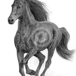 Pencil drawing artwork print of a Friesian Horse, by UK artist Gary Tymon.