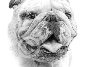 English Bulldog Pencil Drawing Artwork Print | Signed by Artist G