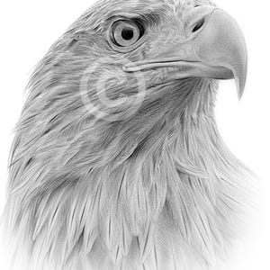 Eagle artwork by UK artist Gary Tymon | Instant digital download | pencil drawing | watercolour sketch portrait | wildlife animal art