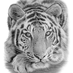 Pencil drawing artwork print of a Sumatran Tiger, completed by UK artist Gary Tymon.