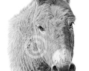 Donkey pencil drawing print | artwork signed by artist Gary Tymon | 2 sizes | wildlife portrait horse watercolor sketch wall art for home