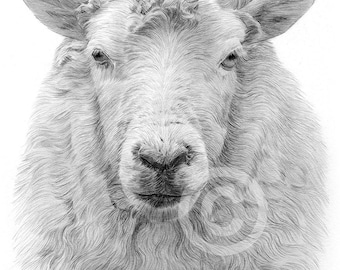 Schaf Bleistift Zeichnung Druck | Bauernhof Tierportrait vom Künstler Gary Tymon