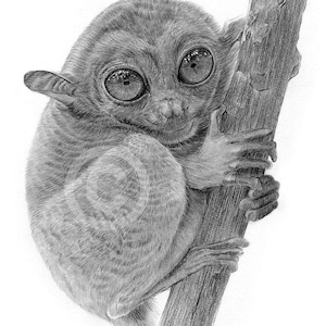 Tarsier Monkey pencil drawing print | wildlife portrait | artwork signed by artist Gary Tymon | 2 sizes Ltd Ed | watercolour sketch wall art
