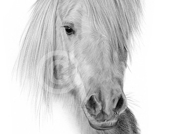 Shetland Pony artwork signed by artist G Tymon | pencil drawing print | 2 sizes | horse portrait watercolour sketch wall art for home animal