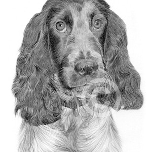 Cocker Spaniel dog pencil drawing print - 2 sizes - artwork signed by artist Gary Tymon - Ltd Ed - pet portrait wall art for home sketch