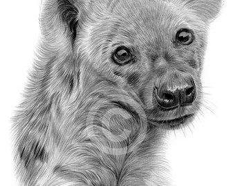 Spotted Hyena Pencil Drawing Art Print | Signed Wildlife Portrait