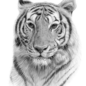 ユキヒョウ - 色鉛筆画プリント - 大型猫アート - アーティスト
